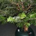 WaterTree™